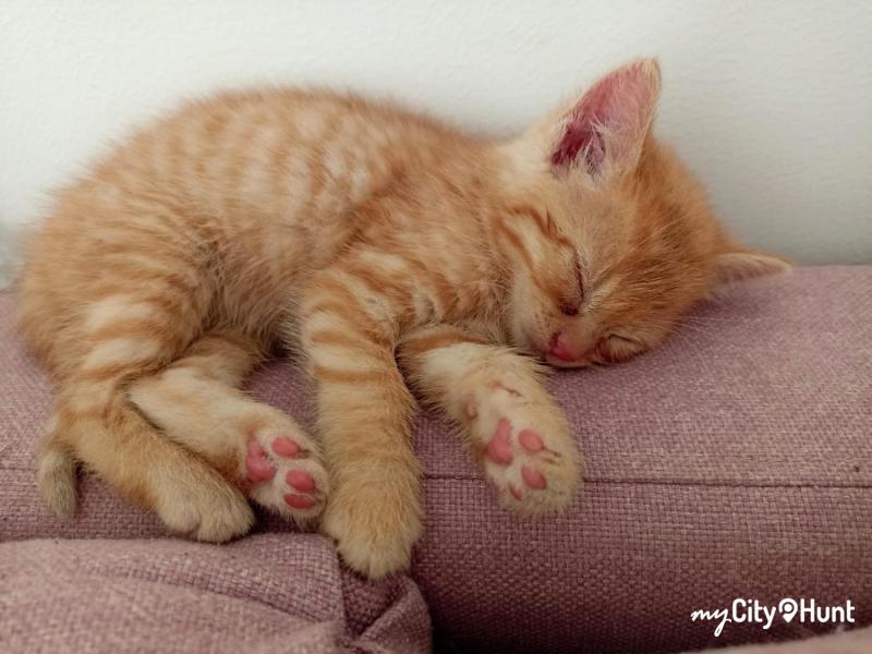 myCityHunt Schnitzeljagd 11